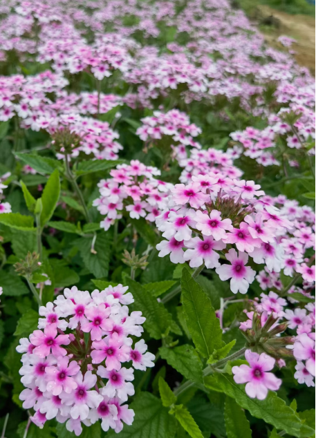 1651061957868077424.png 1651061957868077424.png